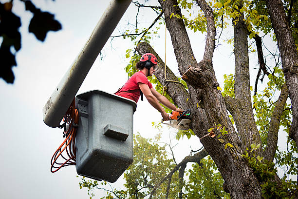 Best Stump Grinding and Removal  in Agency Village, SD